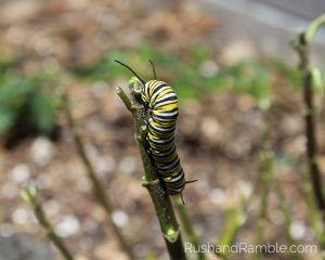 Monarch Caterpillar | Milkweed, Monarchs and Masterpieces: The Tale of a Preschooler and His Butterfly Garden