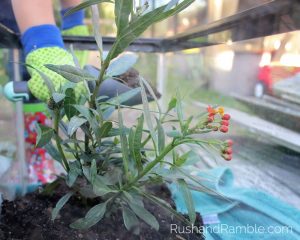 Fish Tank Milkweed | Milkweed, Monarchs and Masterpieces: The Tale of a Preschooler and His Butterfly Garden