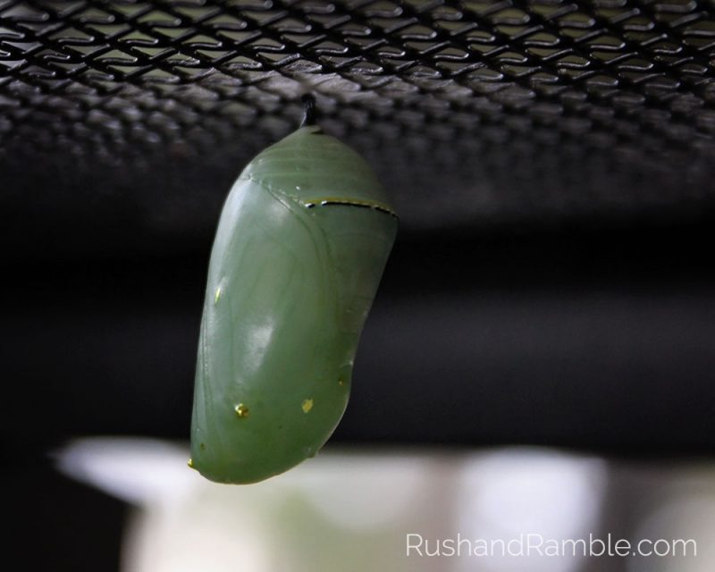 Monarch Butterfly Crysalis | Milkweed, Monarchs and Masterpieces: The Tale of a Preschooler and His Butterfly Garden