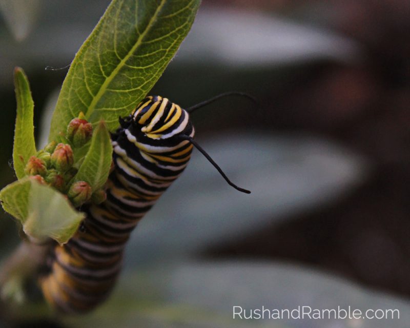 Monarch Caterpillar | Milkweed, Monarchs and Masterpieces: The Tale of a Preschooler and His Butterfly Garden